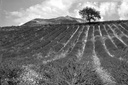 Noir et Blanc
